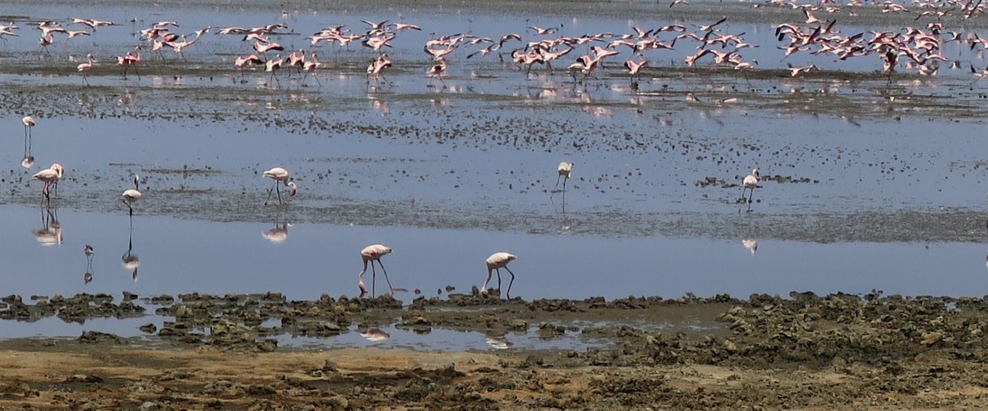 a flock of flamingos are standing in shallow water in Lake Manyara National Park.