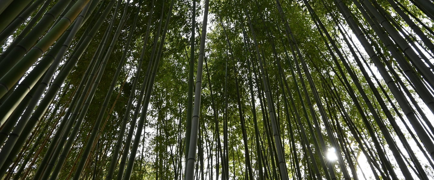 veduta dal basso di una foresta di bamboo