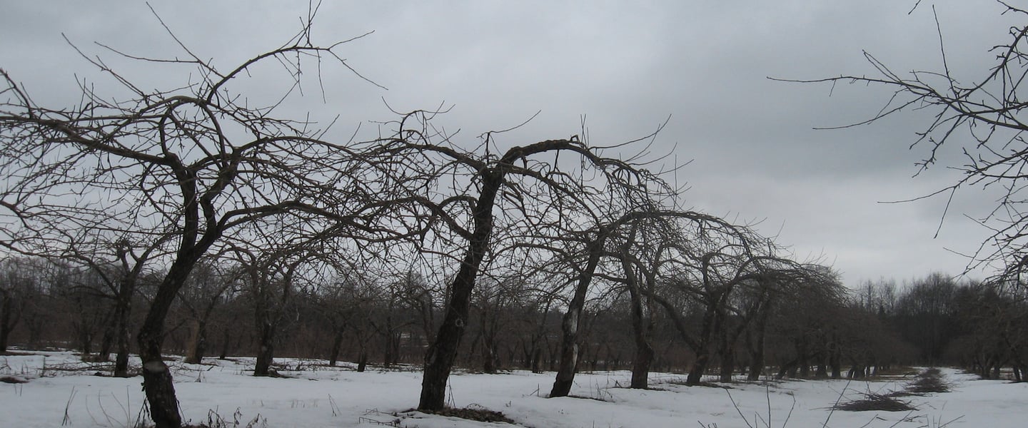 Vanade õunapuude lõikus. Vähem vesivõsusid, saak madalamaks ja puu kergesti hooldatavaks.