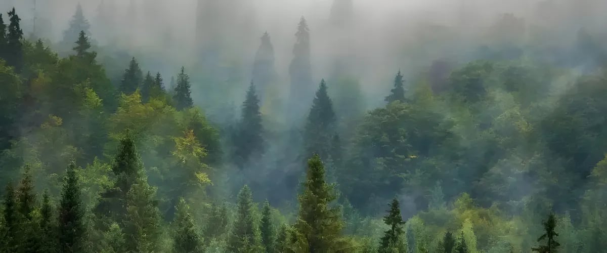 Schwarztannenwald im dichten Morgennebel