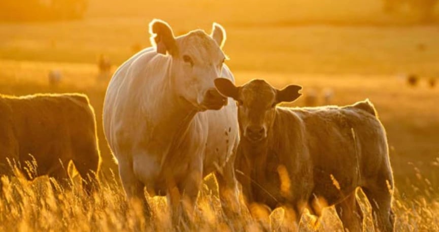 Koeien in een zonovergoten weiland tijdens zonsondergang, symbool voor natuurlijke veeteelt