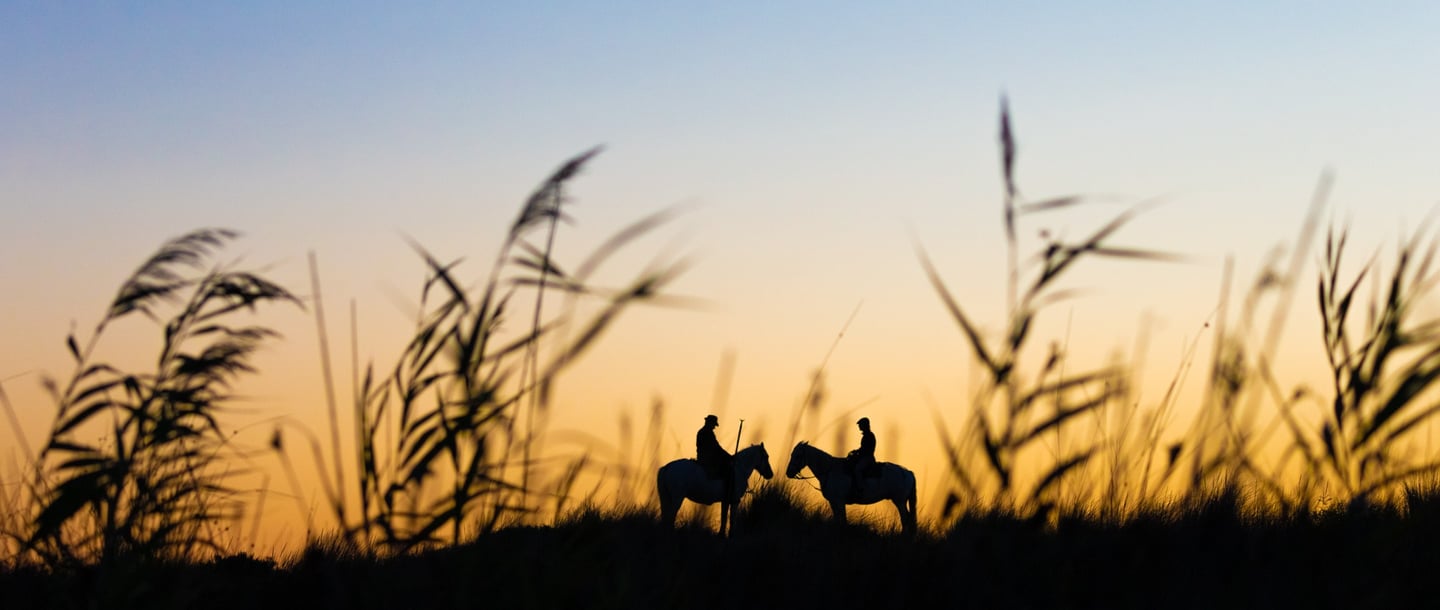 Silhouette of two riders on white horses in a field at sunset with tall grass in the foreground.