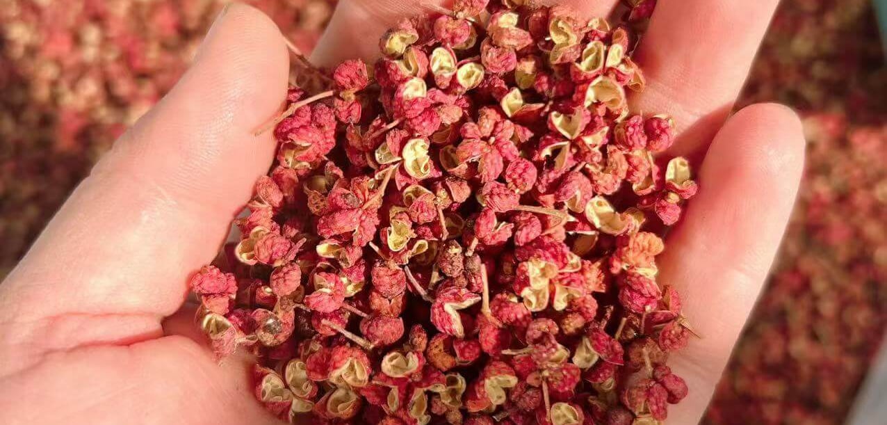 a person holding a handful of dried Sichuan Pepper