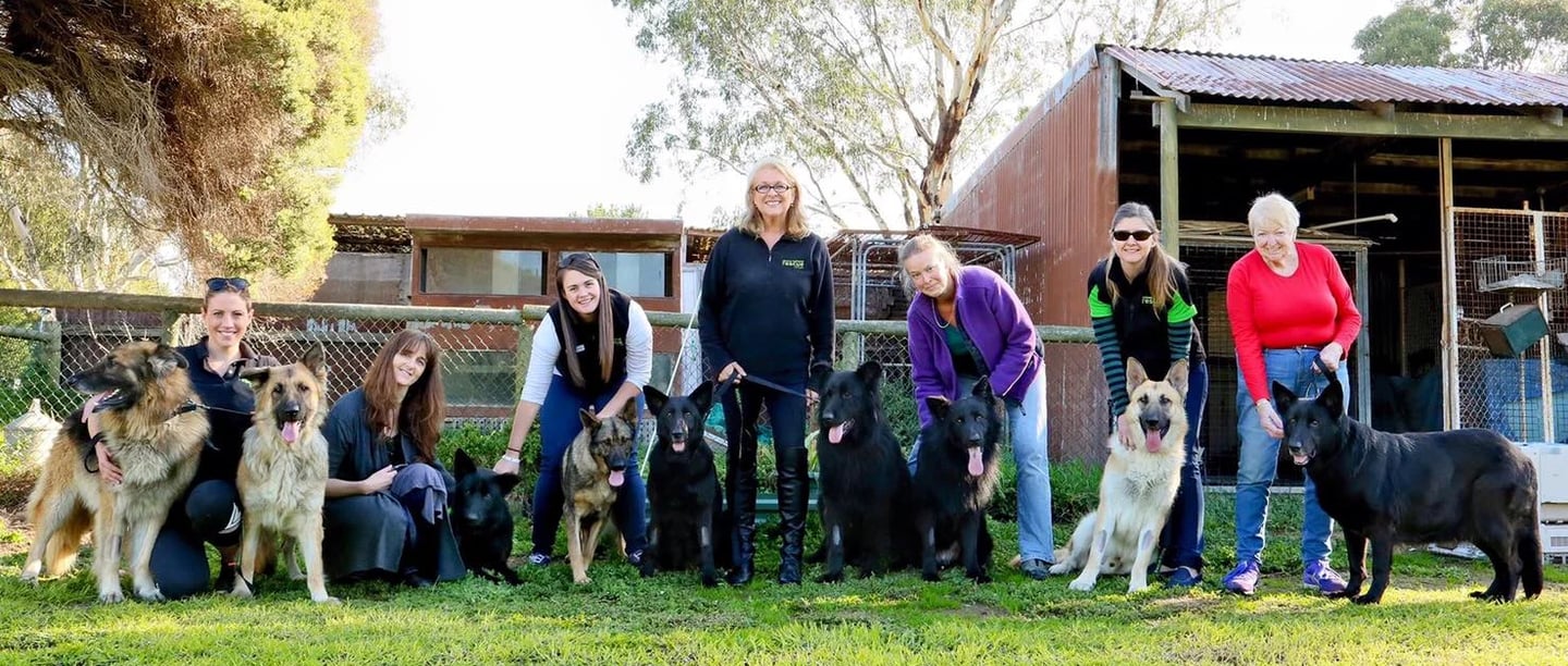 a group of german shepherds rescued from a puppy farm