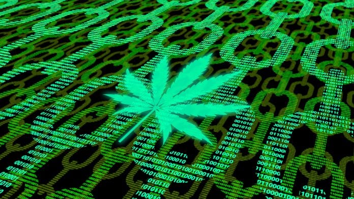 a marijuana leaf on a computer screen with a marijuana leaf