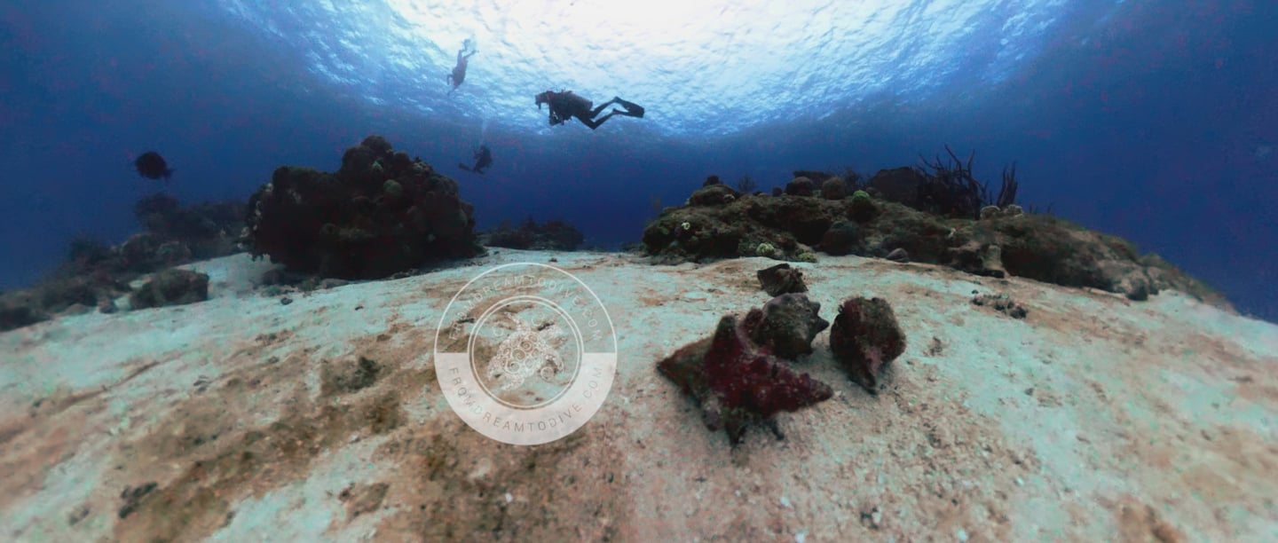 Underwater landscape 2