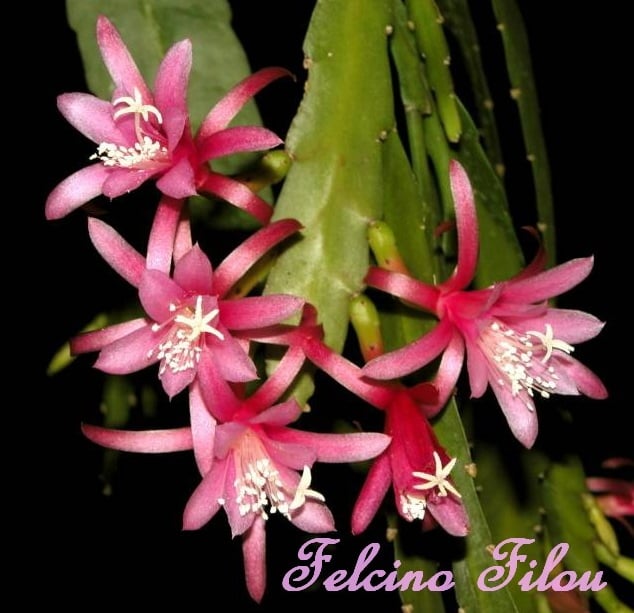 The very delicate "Felcino-filou" 