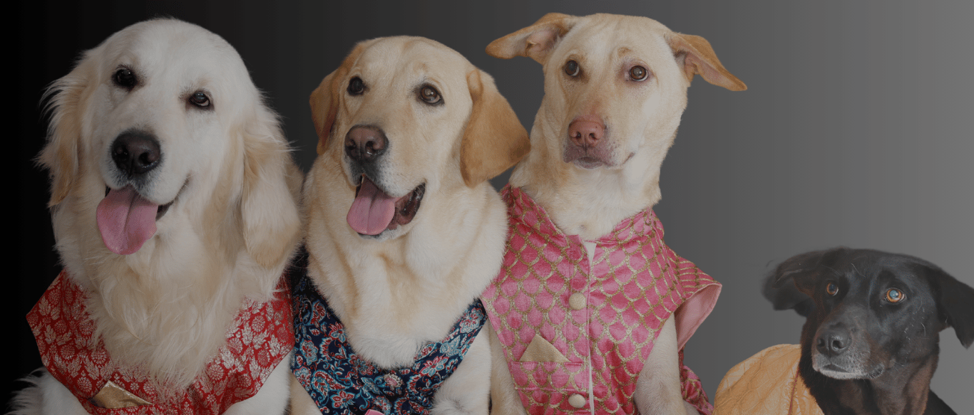 Founder of Cosmic Pet Care with rescue dogs – creating a home for the Pawdashians