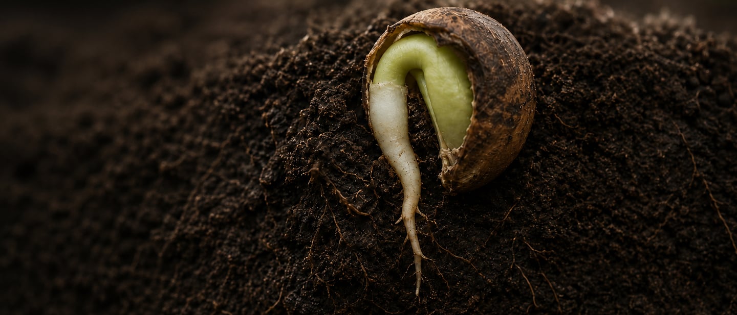 Germinating seed beginning deeper growth