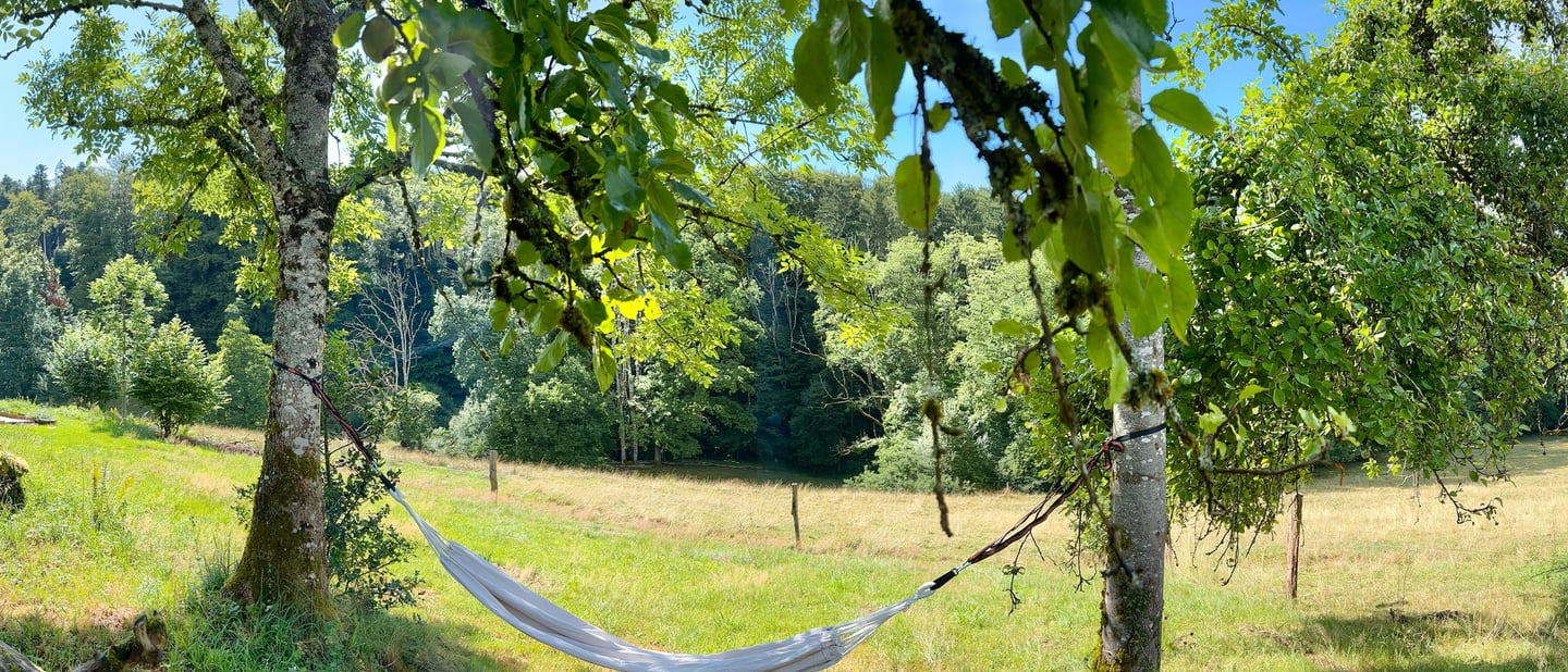 hamac sous les arbres dans les vosges