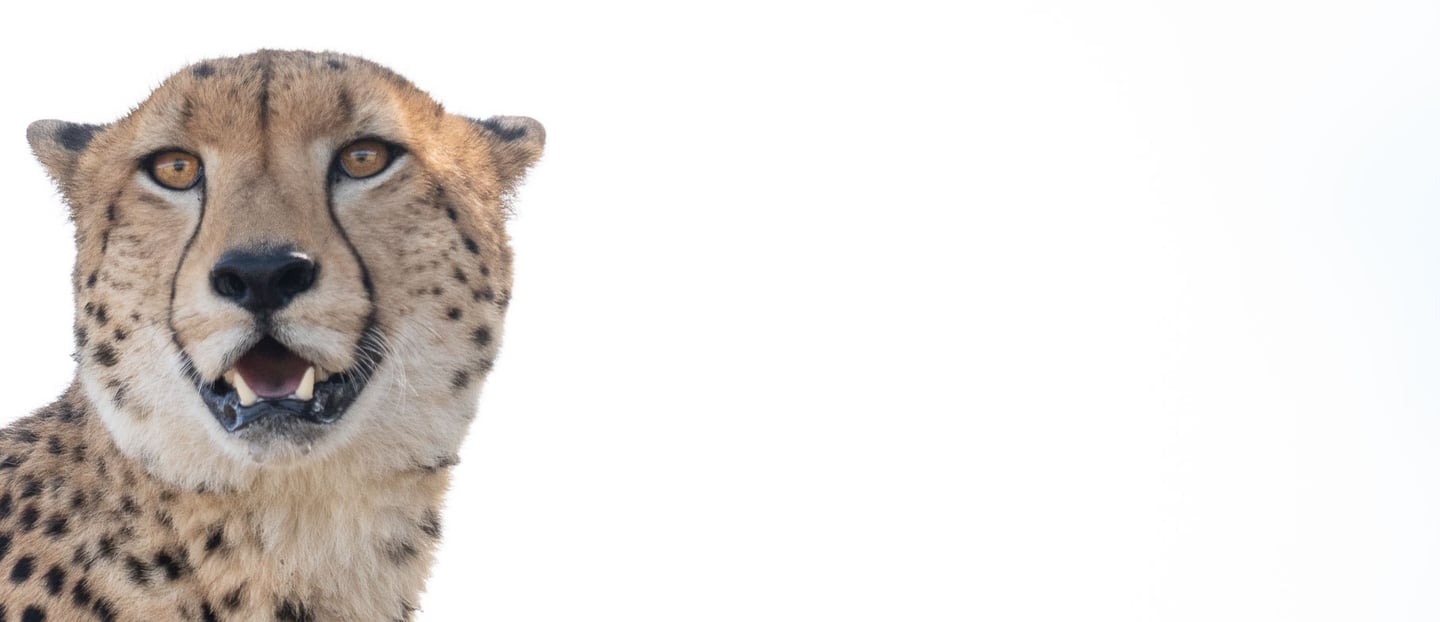 Cheetah portrait on white background