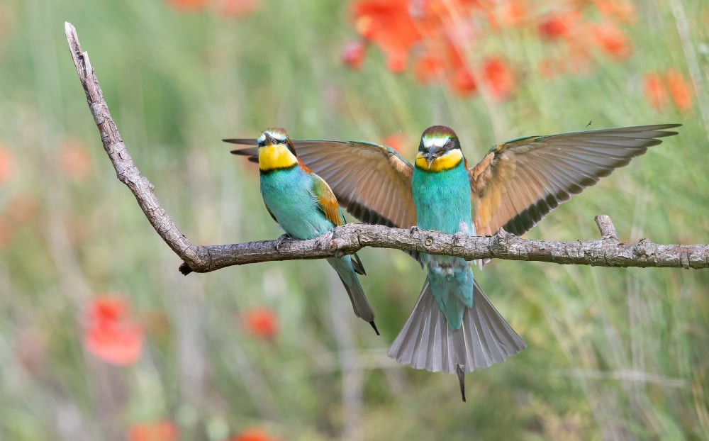 à la rencontre des oiseaux au Salin des Pesquiers