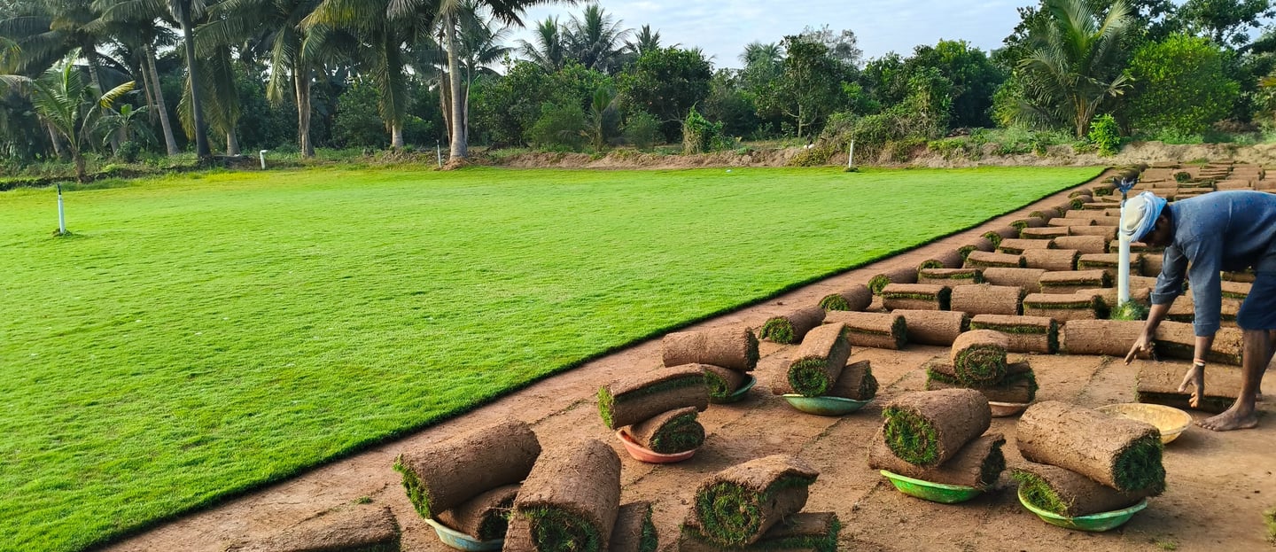 lawn grass suppliers in Rajahmundry
