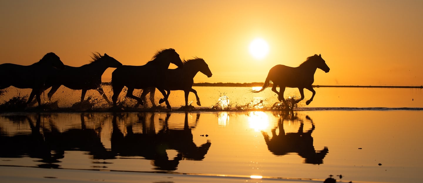 Silhouette of wild horses running through shallow water at sunset with a golden reflection.