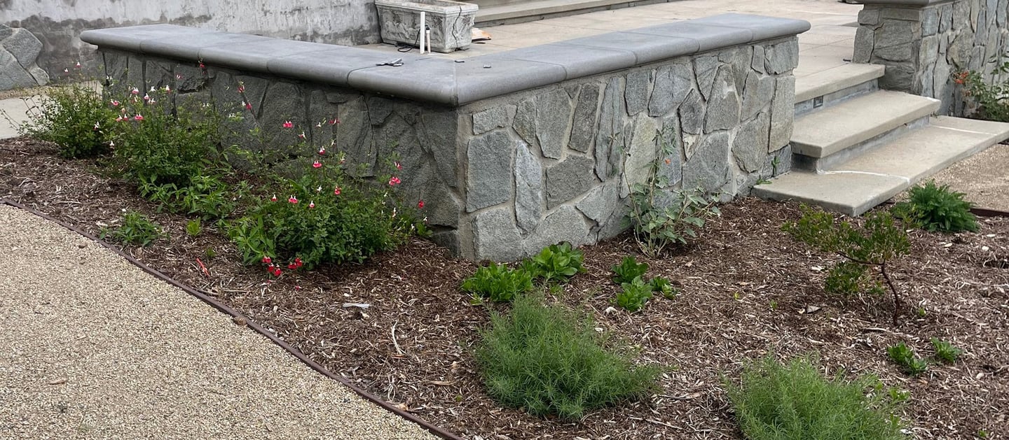 california native garden with drought-tolerant plants, converted from lawn as part of a water company conservation program.