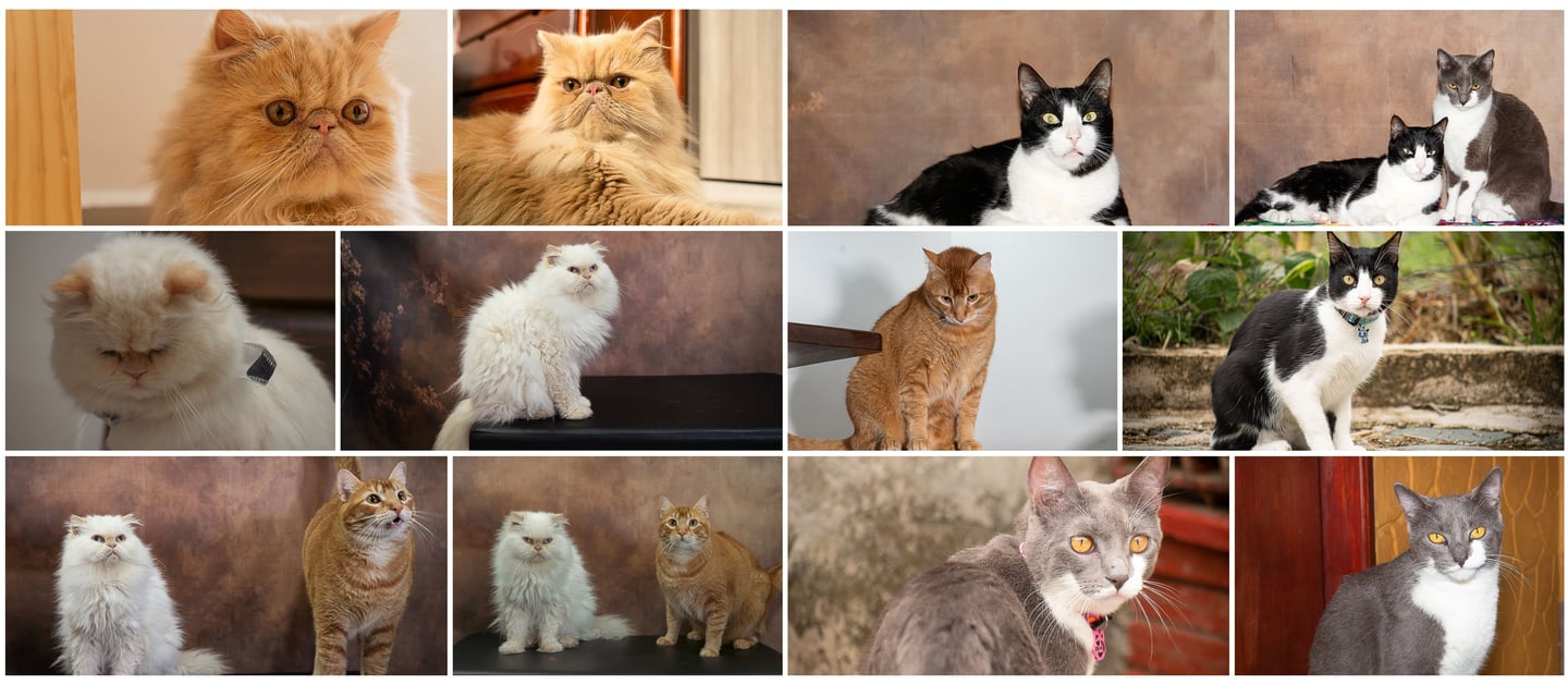 Collage de hermosos gatos