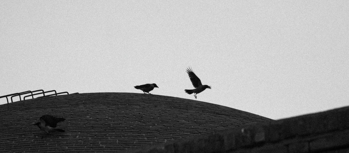corvos em cima de um telhado de pedras