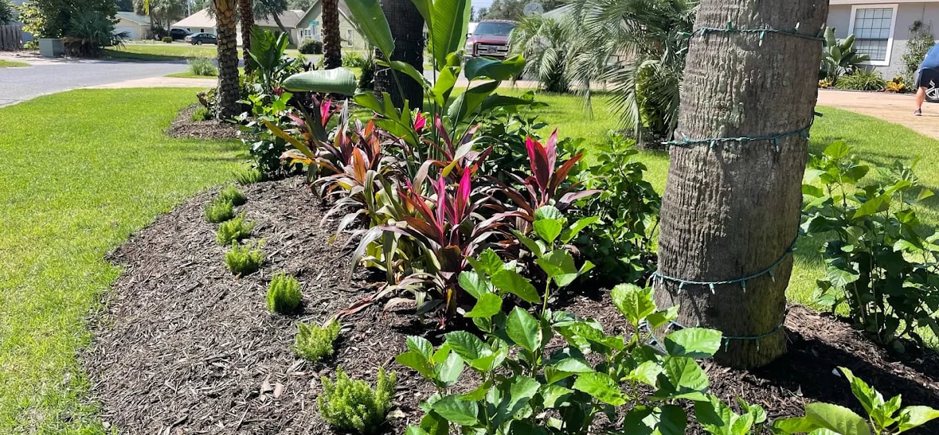 Tropical front yard landscaping with palm trees, ti plants, and dark mulch in a sunny garden bed.