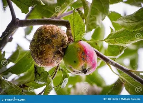Deux pommes sur 1 branche dont une pourrie symbolisant la maladie, les problèmes à traiter