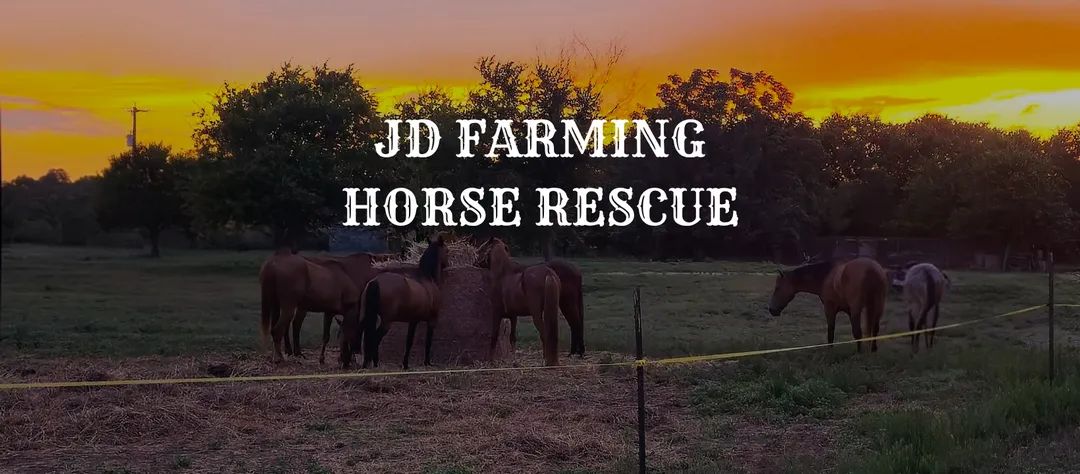 a group of horses standing in a field around hay and a sunset