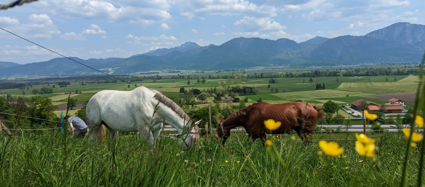 Pferde Oberland