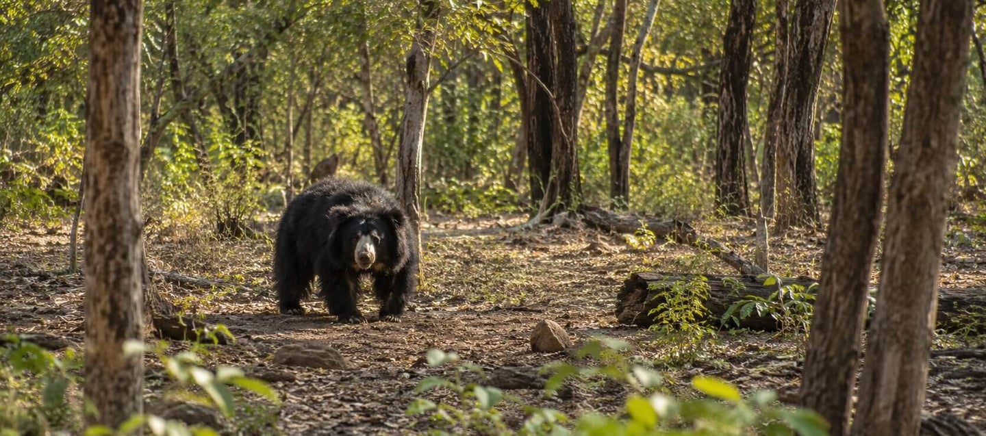 A Sloth Bear in serene indian forest