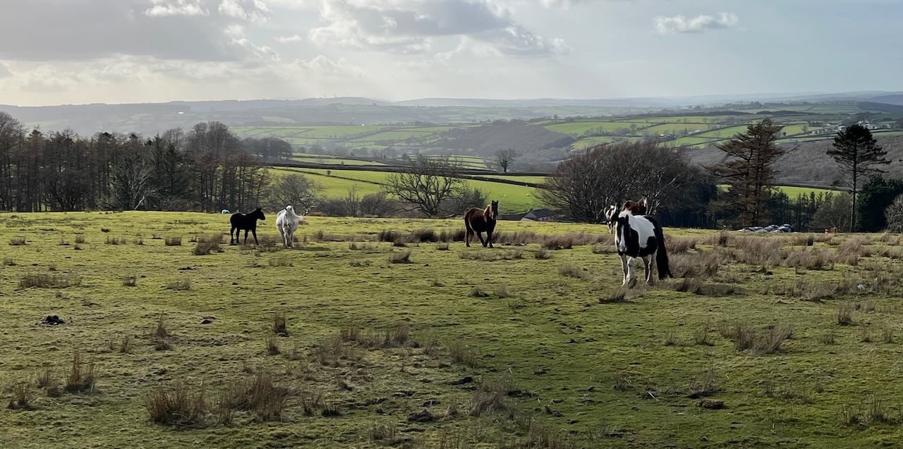 mountain ponies grazing on the moorland