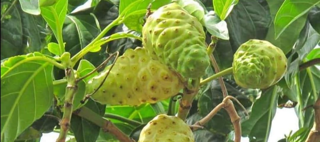 noni fruit