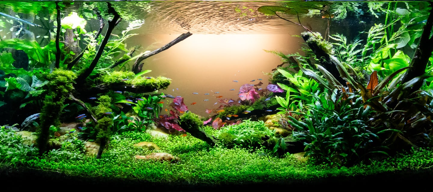 aquario plantado aquapaisagismo plantas