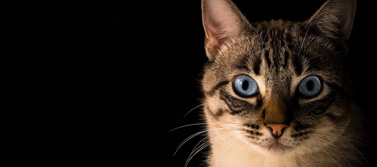 a cat with blue eyes and a black background