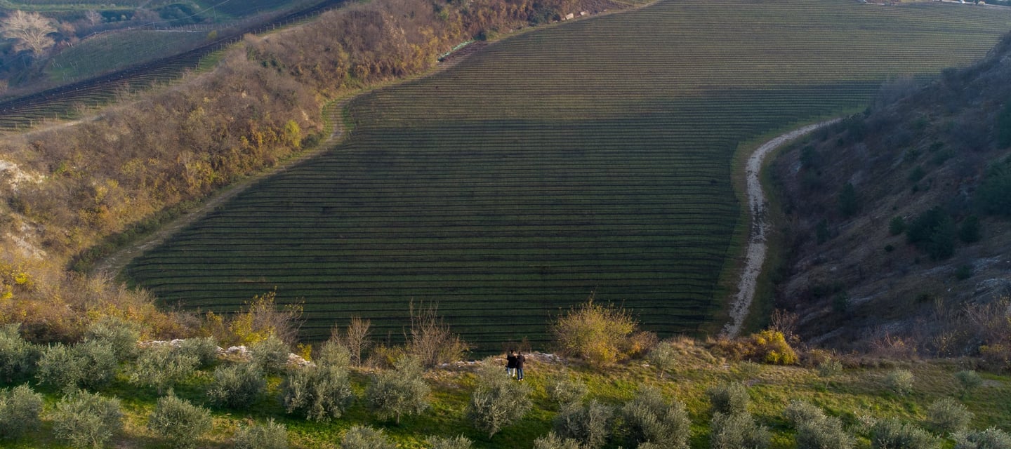 Vigneto biologico dentro una cava di pietra