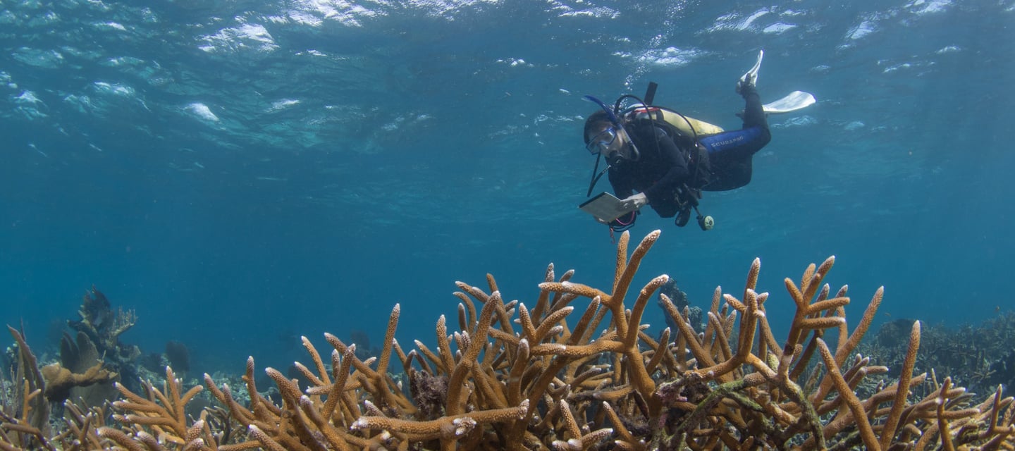 Gardiner scuba diving amid some of the last living staghorn coral in the Caribbean (late 2022)
