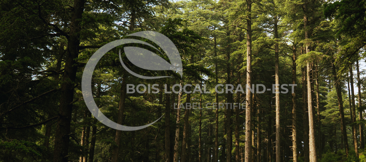 Fôret de grand Est avec des arbres très long et vert
