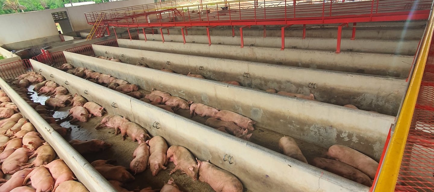 pocilga de suínos
