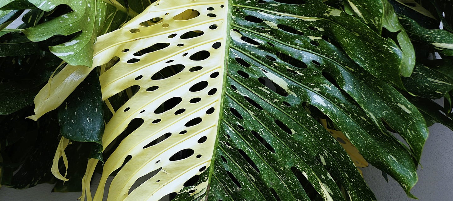 Monstera Thai Constellation fully fenestrated leaf