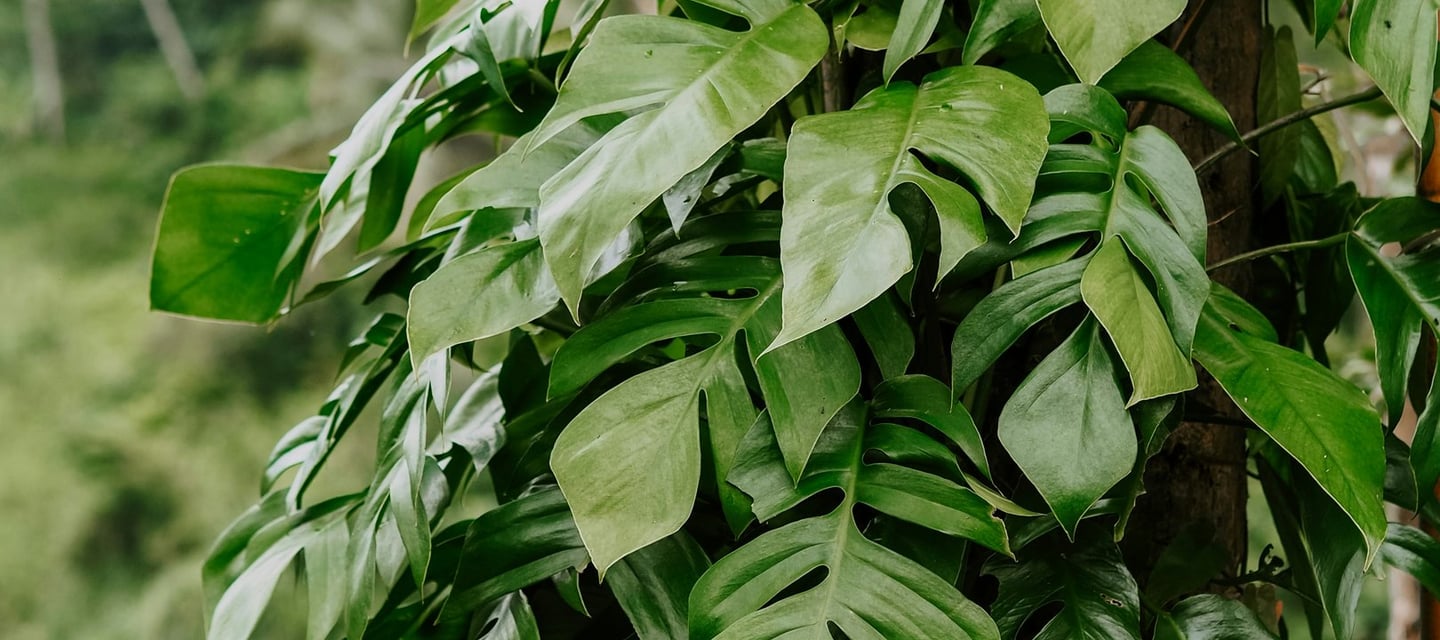  Wild Rhaphidophora pertusa 