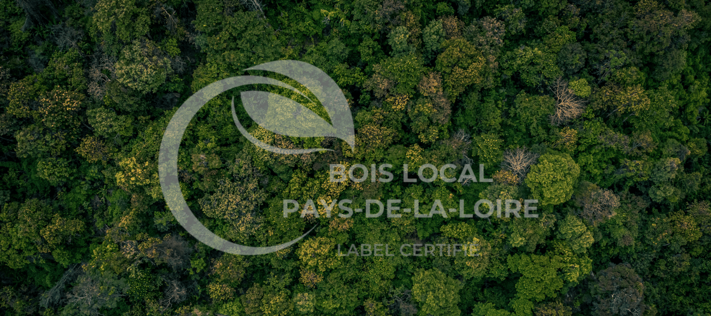 une forêt avec un grand arbre feuillu au premier plan