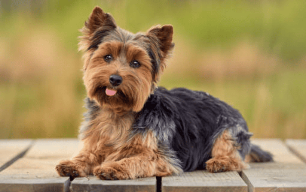 yorkies for sale san Diego,teacup dogs for sale san Diego,affordable yorkie puppies for sale