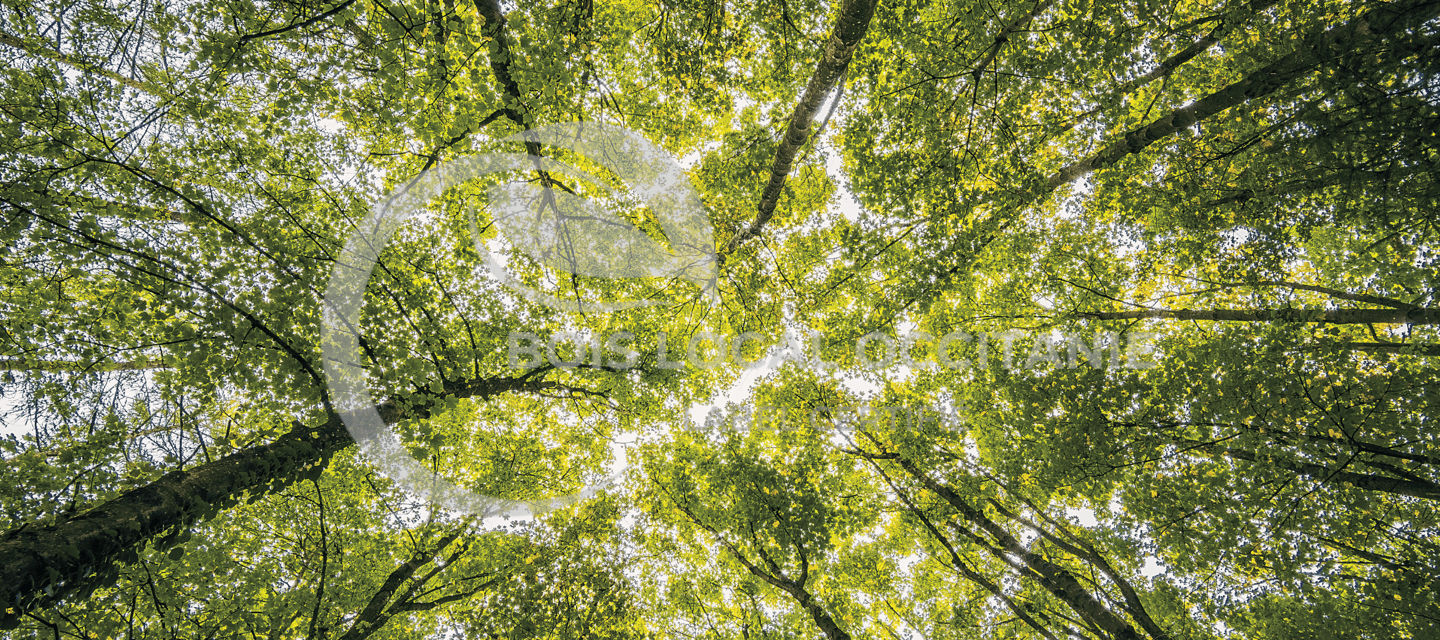 un arbre au milieu d'une forêt