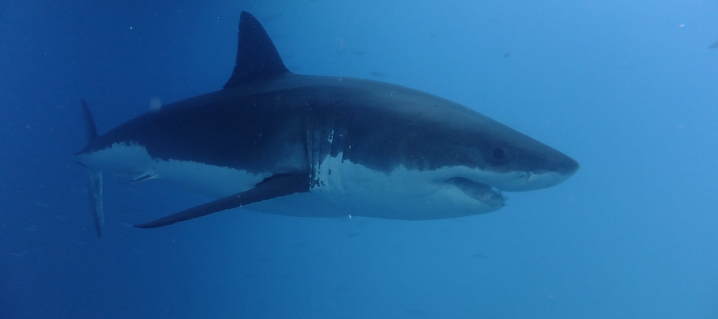 Great White shark diving in Guadalupe Island, off the coast of Mexico