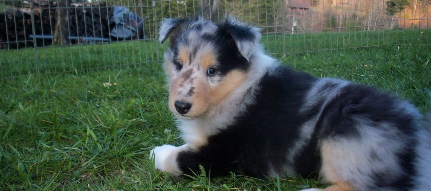 Blue Merle Puppy, Sport Dog, Agility Prospect