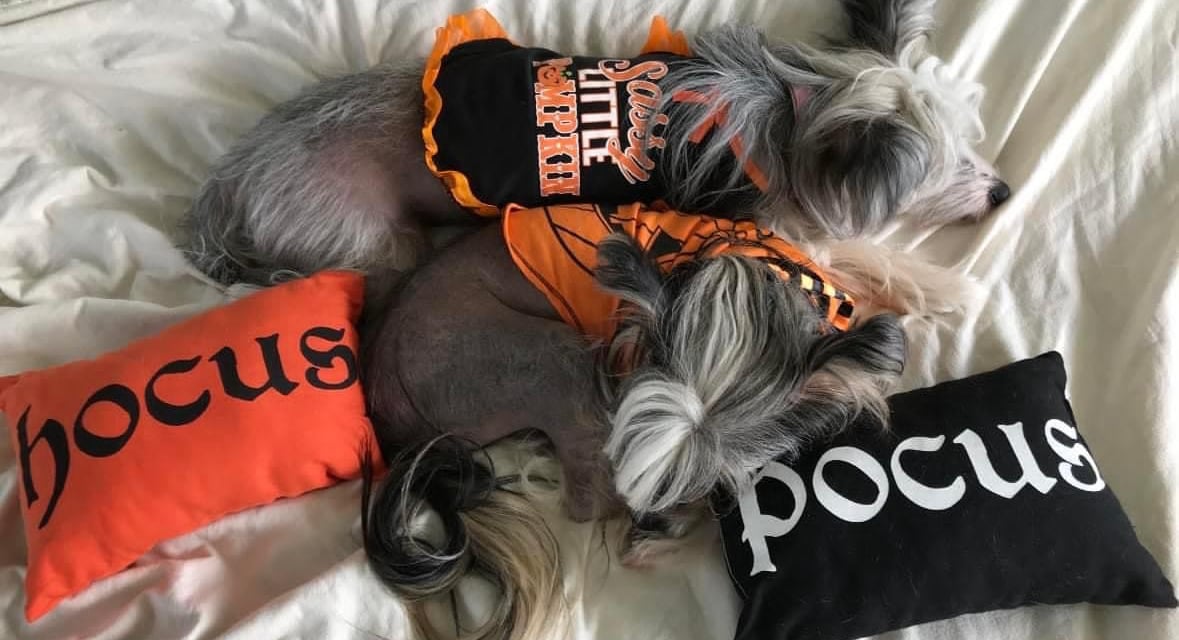 Chinese Crested puppies near me