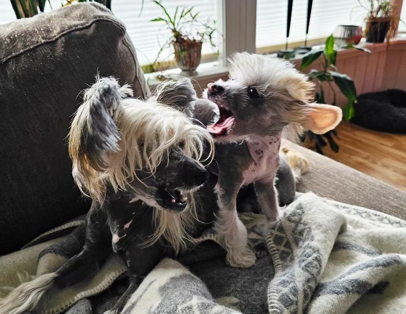 Chinese Crested dog near me
