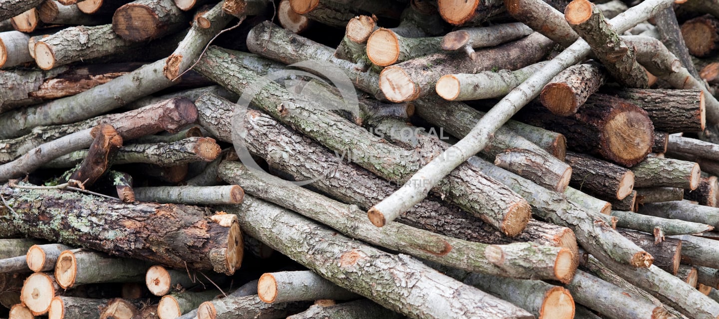 morceaux de troncs fins coupés