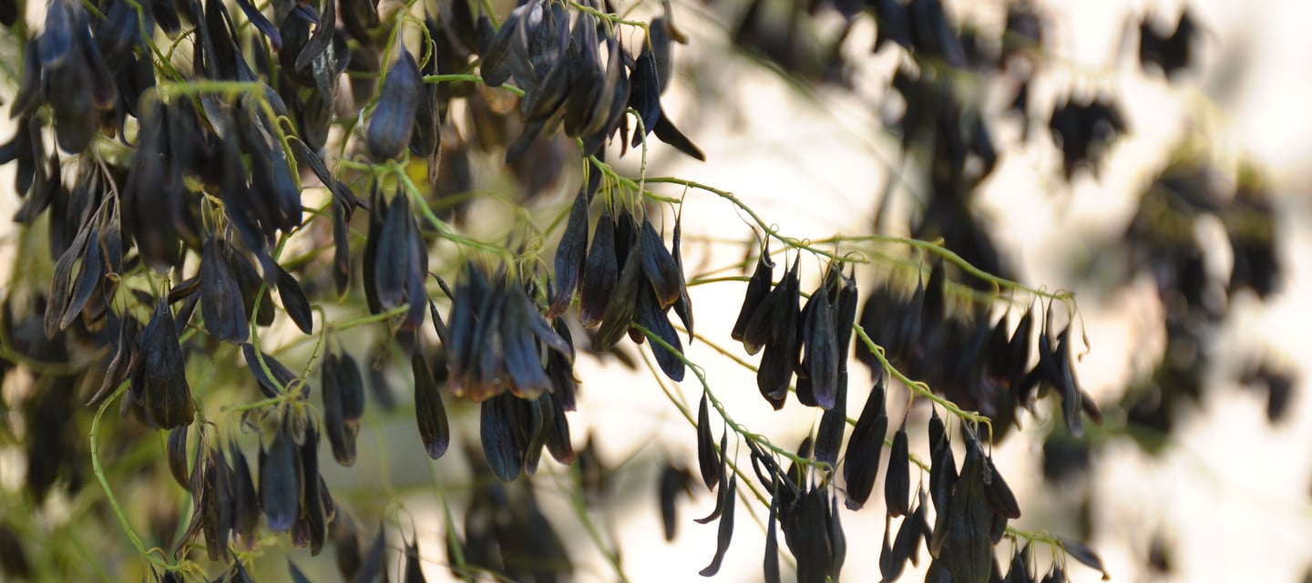 woad seeds
