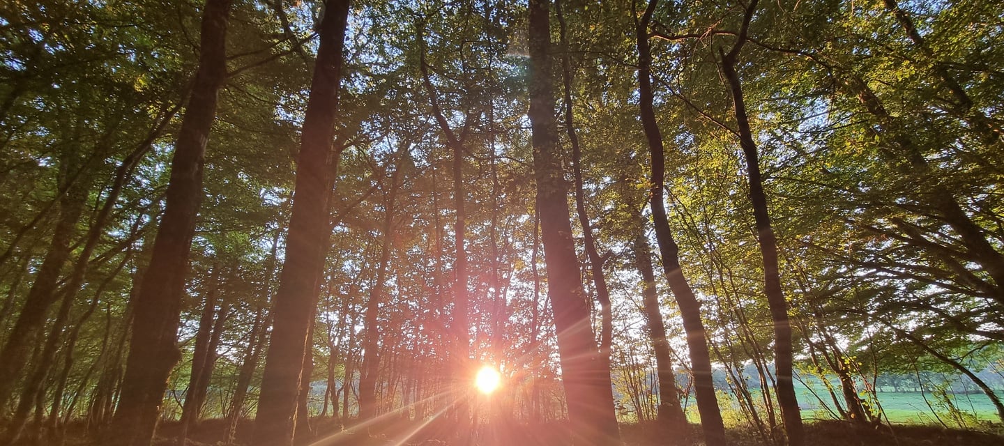Soleil dans les arbres