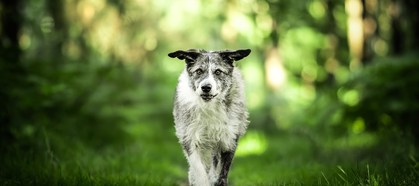 Chien qui court en liberté avec Viens Balader mon chien