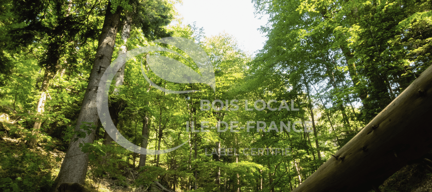 forêt ile de france