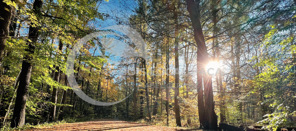 un chemin de terre avec le soleil qui brille à travers les arbres