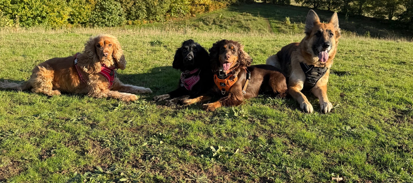Four dogs sitting together on a grassy hillside during a countryside dog walk.